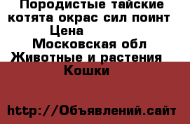 Породистые тайские котята окрас сил-поинт › Цена ­ 15 000 - Московская обл. Животные и растения » Кошки   